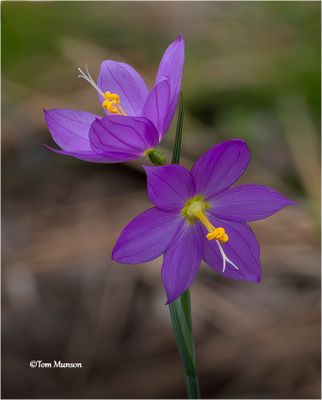 Grass Widow's