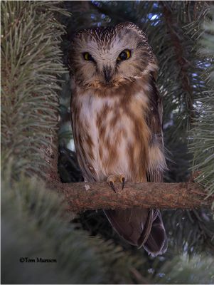  Northern Saw-whet Owl