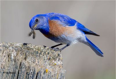  Western Bluebird 