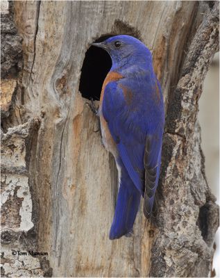  Western Bluebird 