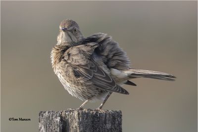 Sage Thrasher