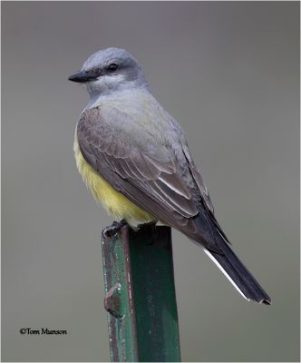  Western Kingbird 