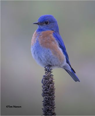 Western Bluebird