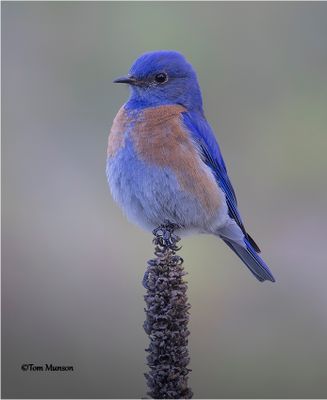  Western Bluebird 