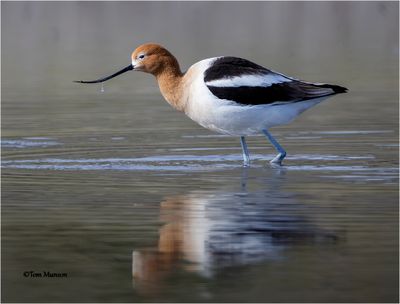  American Avocet 