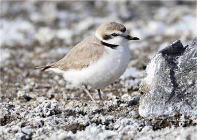  Snowy Plover - The western snowy plover is a federally threatened and state endangered shorebird in Washington State 