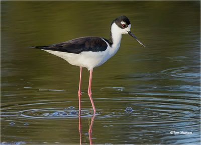 Black-necked Stilt