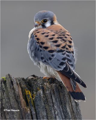 American Kestrel