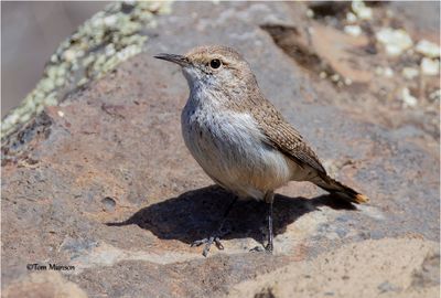 Rock Wren