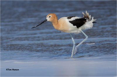 American Avocet