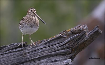 Wilson's Snipe