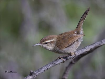  Bewick's Wren 