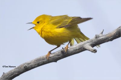 Yellow Warbler