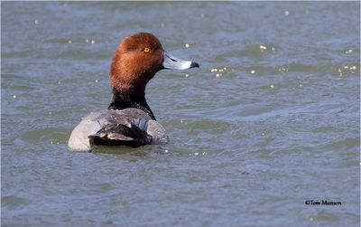  Redhead 