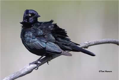 Brewer's Blackbird