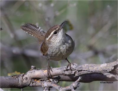 Bewick's Wren