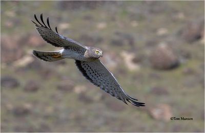 Northern Harrier