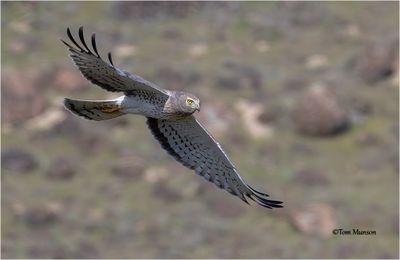  Northern Harrier 