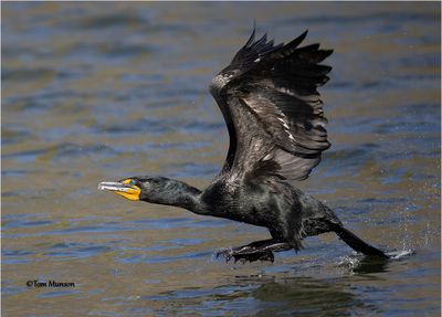 Double-crested Cormorant