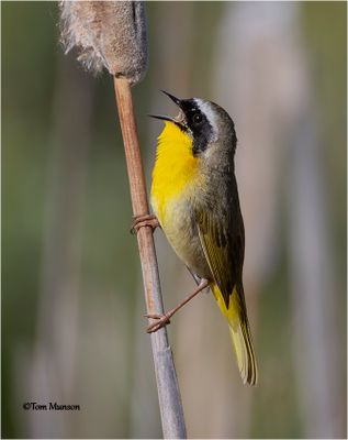 Common Yellowthroat