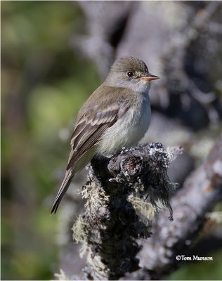  Willow Flycatcher 