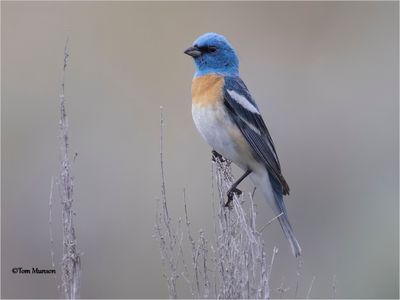 Lazuli Bunting