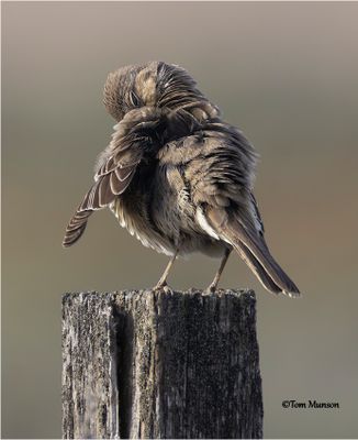 Sage Thrasher