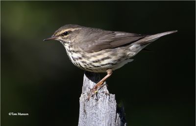 Northern Waterthrush