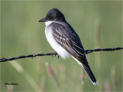 Eastern Kingbird