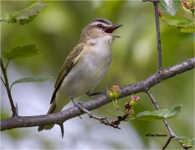 Red-eyed Vireo
