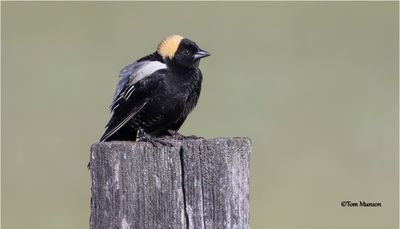 Bobolink