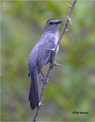 Gray Catbird