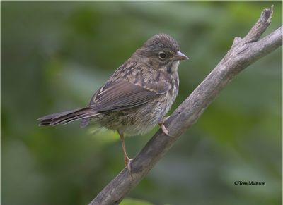 Song Sparrow -Juvenile