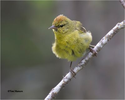 Orange-crowned Warbler