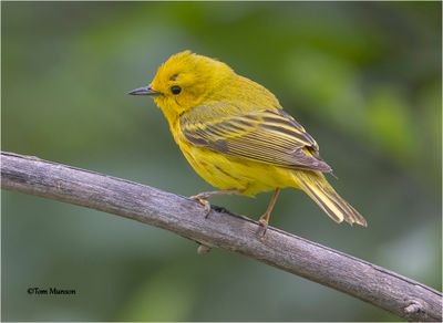 Yellow Warbler