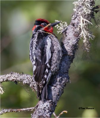 Red-naped Sapsucker