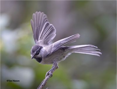 Mountain Chickadee