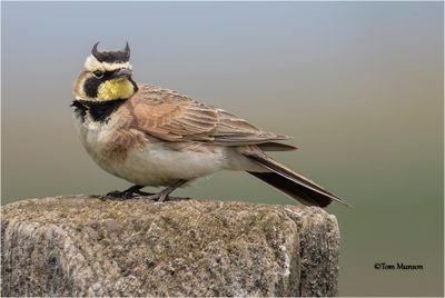 Horned Lark