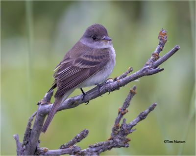 Willow Flycatcher