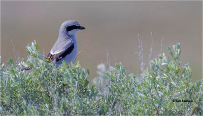 Loggerhead Shrike