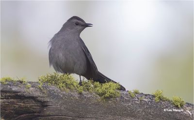 Gray Catbird