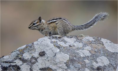 Chipmunk