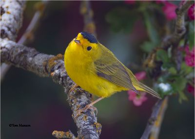 Wilson's Warbler