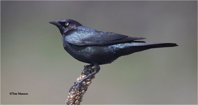 Brewer's Blackbird