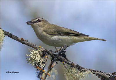 Red-eyed Vireo