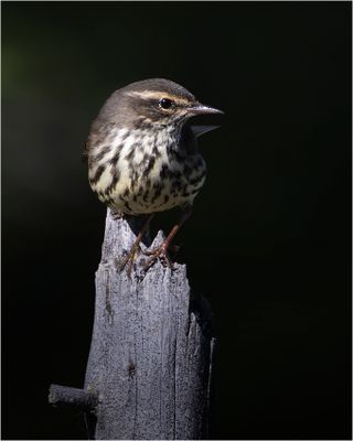 Northern Waterthrush