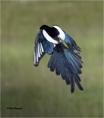 Black-billed Magpie - I almost deleted this because you can't see the head. Glad I didn't.
