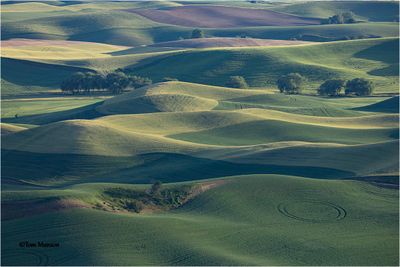 Palouse -Steptoe Butte