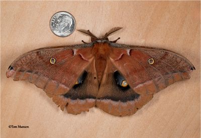 Antheraea polyphemus-Silkmoth