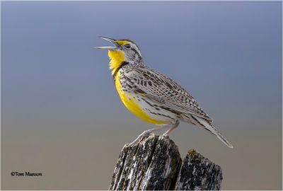 Western Meadowlark